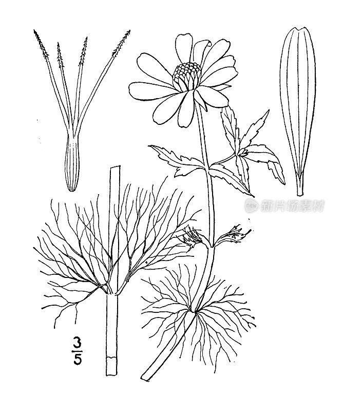 古植物学植物插图:Bidens Beckii，水万寿菊